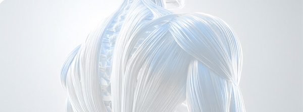Human Back Muscles, Back View